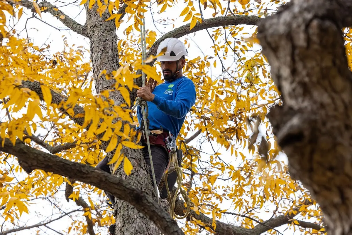 Skilled Storm Damage Cleanup crew working in Golva